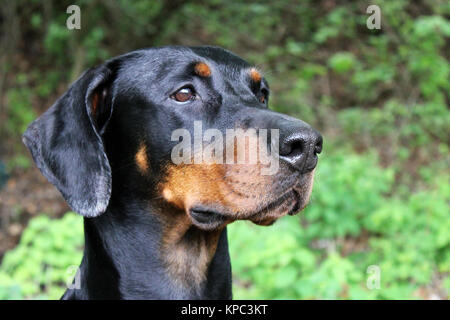 Schwarz-brauner Dobermann Stockfoto