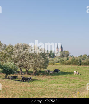 Eine pastorale Bild grasende Kühe in den Schatten der Bäume mit drei gothick Türme im Hintergrund. Stockfoto