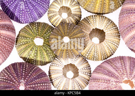 Einige bunte Muscheln von Seeigel auf weißem Hintergrund Stockfoto