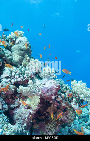 Coral Reef mit Fischen scalefin Anthias, Unterwasser Stockfoto