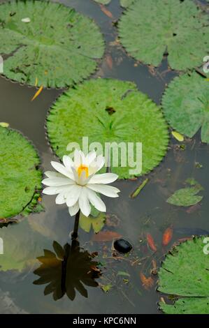 Weiße Seerose Blume in voller Blüte in den Teich. Stockfoto