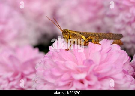 Makroaufnahme der Heuschrecke Fütterung auf rosa Nelke Blume. Stockfoto