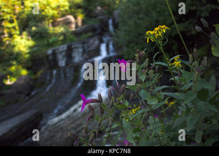 Wildblumen in Wiese mit Wasserfall am Goldenen Stunde Stockfoto