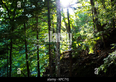 Sonnenlicht bricht durch einen dichten Wald Stockfoto