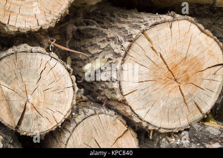 Gefällten Baumstämme, die Aussicht auf den Schnitt des Rings. Stockfoto