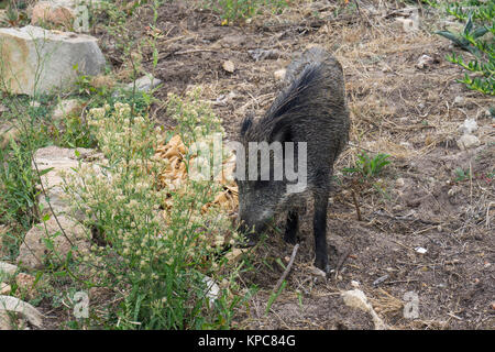 Wildschwein (Sus scrofa) an der Costa Paradiso, Sardinien, Italien, Mittelmeer, Europa Stockfoto