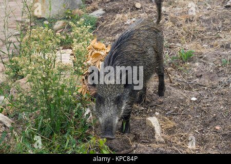 Wildschwein (Sus scrofa) an der Costa Paradiso, Sardinien, Italien, Mittelmeer, Europa Stockfoto