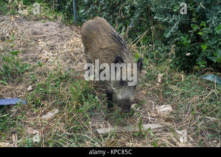 Wildschwein (Sus scrofa) an der Costa Paradiso, Sardinien, Italien, Mittelmeer, Europa Stockfoto