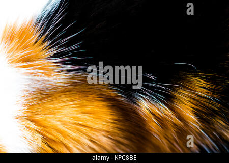 Calico Cat Fell glänzt im Sonnenlicht. Stockfoto