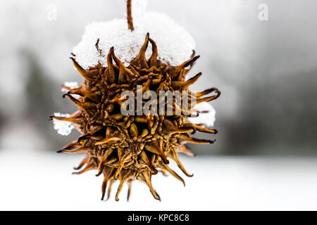 Sweetgum Kugel hängen in den Schnee Stockfoto