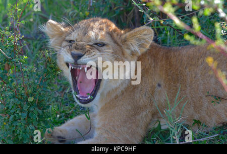 Kenia ist ein hervorragendes Reiseziel in Ostafrika. Berühmt für die freilebenden Tiere und wildwachsenden Pflanzen und ihrer natürlichen Schönheit. Lion cub yawnng Stockfoto