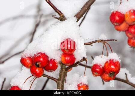 Reife äpfel mit Schnee bedeckt Stockfoto