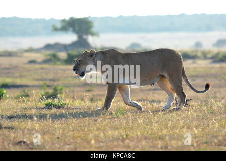 Kenia ist ein hervorragendes Reiseziel in Ostafrika. Berühmt für die freilebenden Tiere und wildwachsenden Pflanzen und ihrer natürlichen Schönheit. Stockfoto