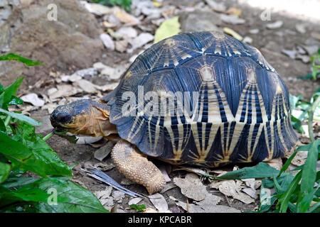 Abgestrahlte Schildkröte (Astrochelys radiata), Nosy Komba, Madagaskar Stockfoto