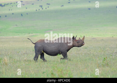 Kenia ist ein hervorragendes Reiseziel in Ostafrika. Berühmt für die freilebenden Tiere und wildwachsenden Pflanzen und ihrer natürlichen Schönheit. Black Rhino Stockfoto