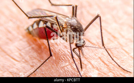 Close-up des Moskitos saugen Blut, Stechmücken verbreiten sich Keime. Stockfoto