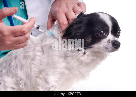 Tierarzt und Hund, Chihuahua Stockfoto