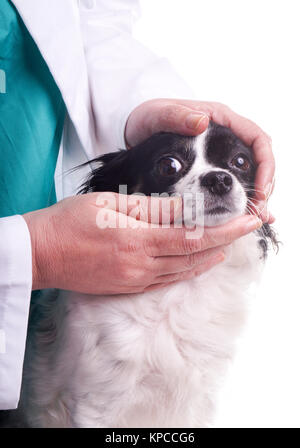 Tierarzt und Hund, Chihuahua Stockfoto