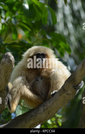 GIBBON, Weiß - übergeben Hylobates lar Lar Gibbon (Hylobates lar), auch als die weisse Hand Gibbon bekannt Stockfoto
