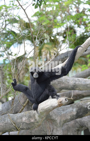 Siamang (Symphalangus syndactylus) ist eine Schwarz-furred Gibbon Stockfoto