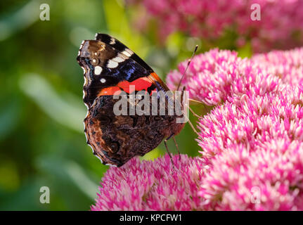 Red Admiral (Vanessa atalanta) auf Blüte von Fetthenne (Sedum), Bayern, Deutschland Stockfoto