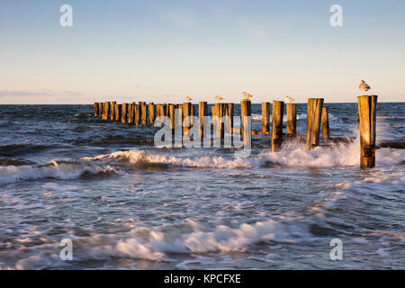 Die Möwen sitzen auf hölzernen Stufen, Zingst, Fischland-Darß-Zingst, Mecklenburg-Vorpommern, Deutschland Stockfoto