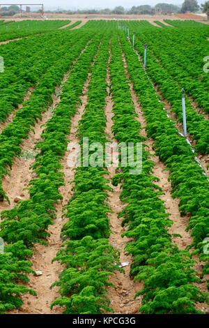 Karotten Plantage mit Sprinklern, nachhaltige Landwirtschaft Stockfoto