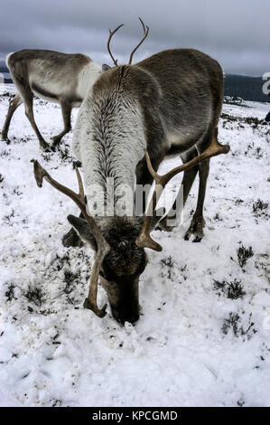 Die Cairngorm-Rentierherde ist die einzige Rentierherde Großbritanniens, die in den Cairngorm-Bergen in der Nähe des Skigebiets Aviemore in frei herumwandern kann Stockfoto