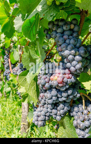 Trauben im Weinberg in der Nähe von Bela Krajina Crnomelj (Weiß Krain) Region in Slowenien, Europa. Stockfoto