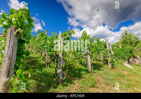 Weinbergen in der Nähe von Bela Krajina Crnomelj (Weiß Krain) Region in Slowenien, Europa. Stockfoto