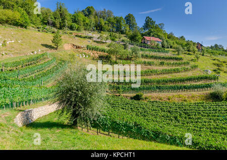 Weinbergen in der Nähe von Bela Krajina Crnomelj (Weiß Krain) Region in Slowenien, Europa. Stockfoto