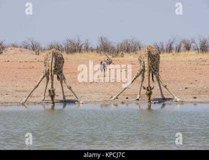 Ein paar Giraffen Trinken an einem Wasserloch in Namibischen Savanne Stockfoto