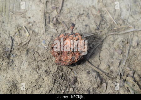 Faulen Apfel getrocknet Stockfoto