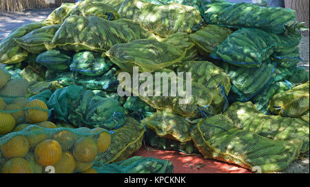 Maiskolben Wassermelonen und Einsacken Sammeln Stockfoto