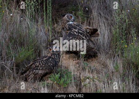 Eurasischen Uhus (Bubo bubo) Geschwister, sitzen in der Vegetation von einer Neigung von einem Sandkasten, um zu beobachten, spät am Abend, Wildlife, Europa. Stockfoto