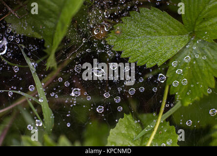 Spinnennetz mit Wassertropfen Nahaufnahme Stockfoto