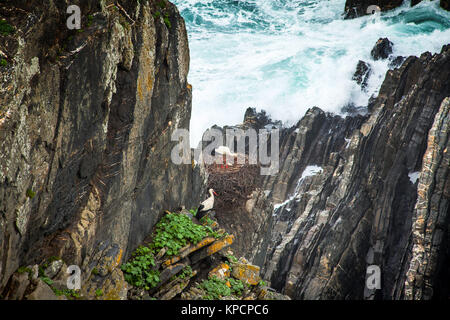 Weißstörche nisten in den Klippen Küste Alentejo Portugal Stockfoto