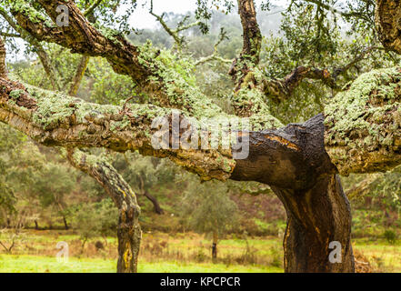 Korkeichen Natürliche Ressourcen Landschaft in Portugal Stockfoto