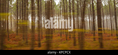 Wald Zusammenfassung Stockfoto