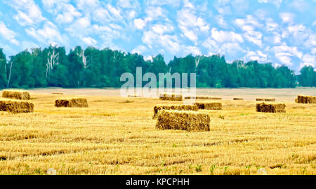 Rechteckigen Strohballen und Bäume Stockfoto