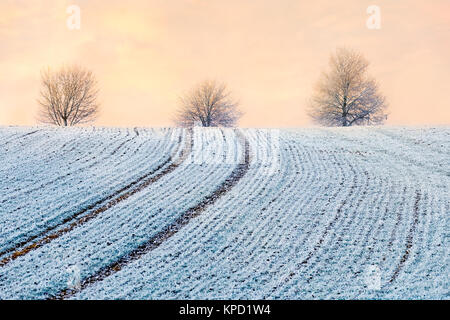 Ackerland Felder und Bäume wurden in Pulverform mit Rauhreif an einem kalten Wintermorgen, Rheinland-Pfalz, Deutschland Stockfoto