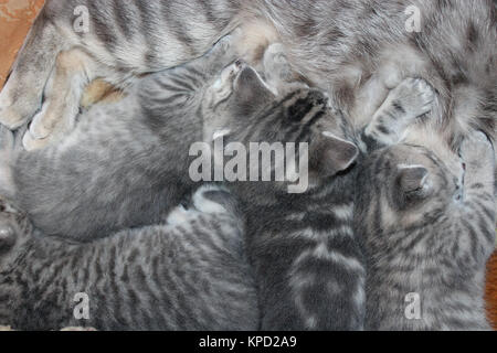 Katze mit Kätzchen von Scottish Straight Rasse Stockfoto