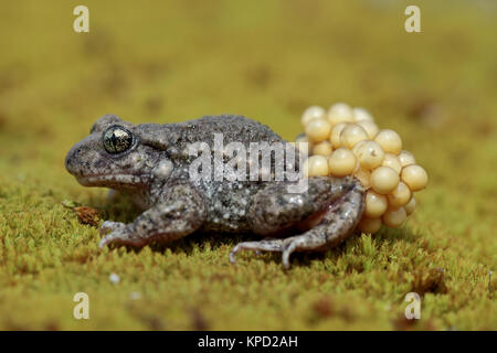 Männliche Hebamme Kröte Stockfoto