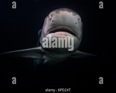 Lemon shark bei Nacht Stockfoto