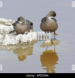 Ein paar Weiße ist nordpintailenten (Anas bahamensis) Rest durch einen flachen Lagune. Diese Vögel können als Unterart: Galapagos Weiß - chee betrachtet werden Stockfoto