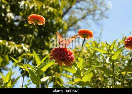 Orange Schmetterling mit Sun shinning durch seine Flügel auf Rosa zinnia Blume im Blumengarten mit unscharfen Hintergrund - flaches Fokus Stockfoto