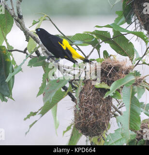 Ein Crested Oropendola (Psarocolius decumanus) auf seiner gewebte Nest im Napo Wildlife Center. Yasuni Nationalpark, Amazon, Ecuador. Stockfoto