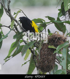 Ein Crested Oropendola (Psarocolius decumanus) auf seiner gewebte Nest im Napo Wildlife Center. Yasuni Nationalpark, Amazon, Ecuador. Stockfoto