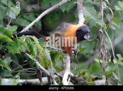 Golden-mantled Tamarin (Saguinus tripartitus). Yasuni Nationalpark, Amazon, Ecuador. Stockfoto