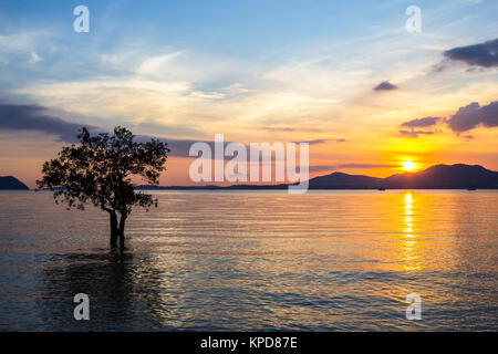 Strand und Sonnenuntergang mit Mangrove Tree Stockfoto